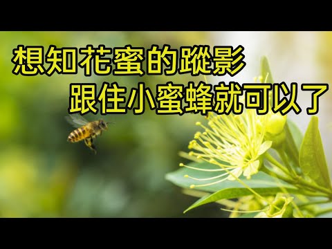 世界杯投注数据分析